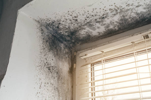 Affordable Mold Cleanup solutions in Kingsley, MI