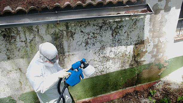 Top rated local Mold Cleanup specialists in Kingsley, MI